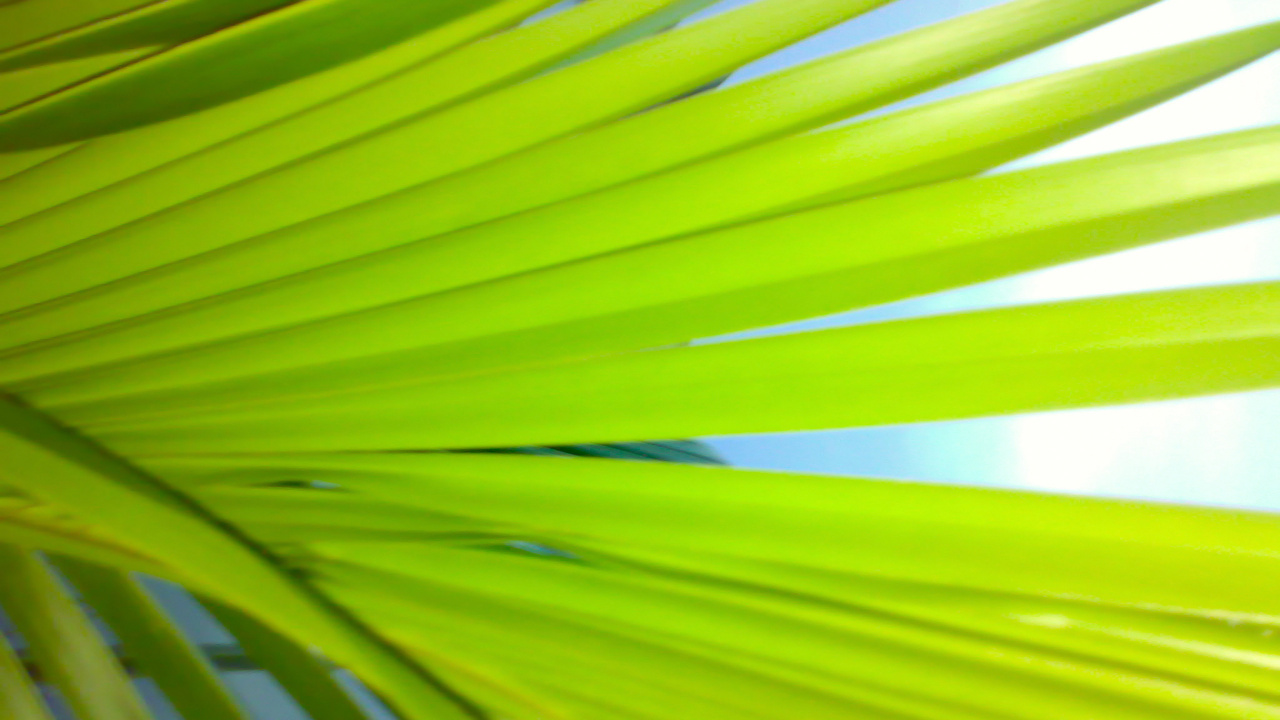 Feuille de Palmier Vert en Photographie Rapprochée. Wallpaper in 1280x720 Resolution