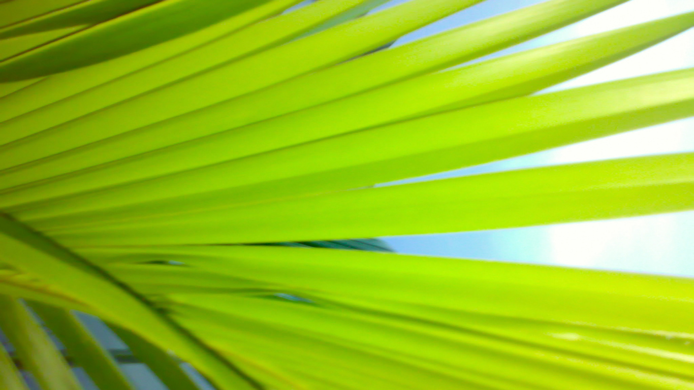 Grünes Palmenblatt in Nahaufnahme. Wallpaper in 1366x768 Resolution