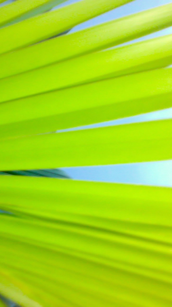 Grünes Palmenblatt in Nahaufnahme. Wallpaper in 720x1280 Resolution