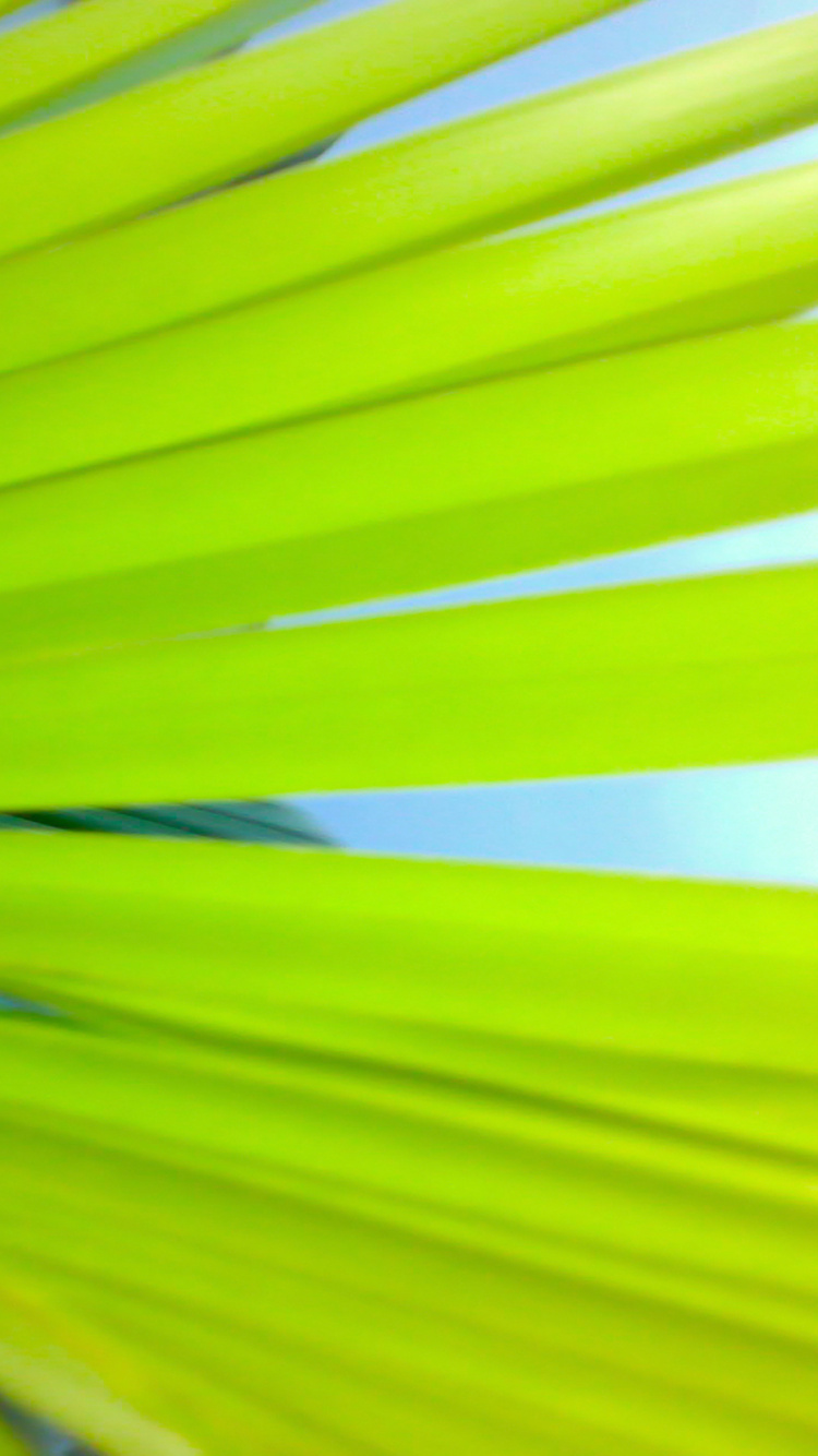 Hoja de Palmera Verde en Fotografía de Cerca. Wallpaper in 750x1334 Resolution