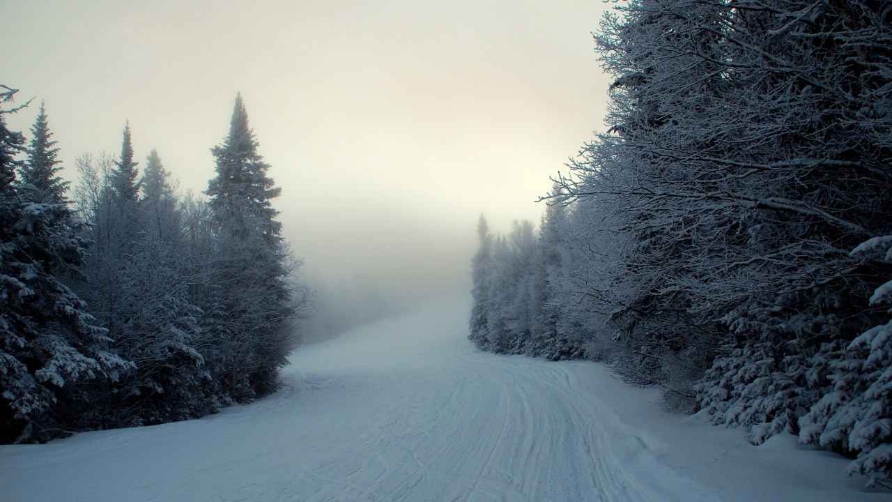 Route Couverte de Neige Entre Les Arbres Pendant la Journée. Wallpaper in 1280x720 Resolution