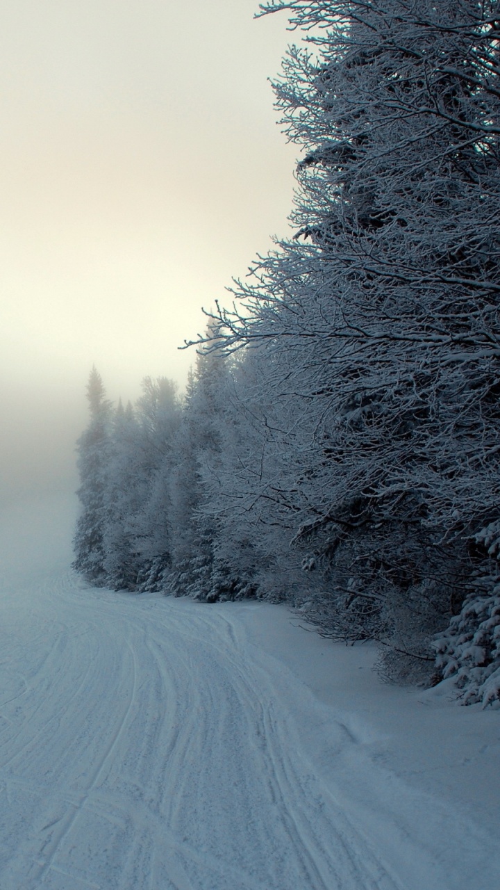 Route Couverte de Neige Entre Les Arbres Pendant la Journée. Wallpaper in 720x1280 Resolution