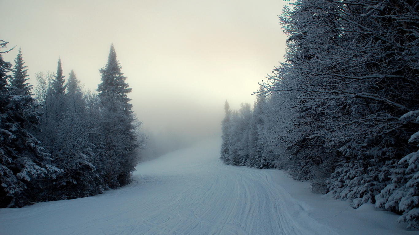 Schneebedeckte Straße Zwischen Bäumen Tagsüber. Wallpaper in 1366x768 Resolution