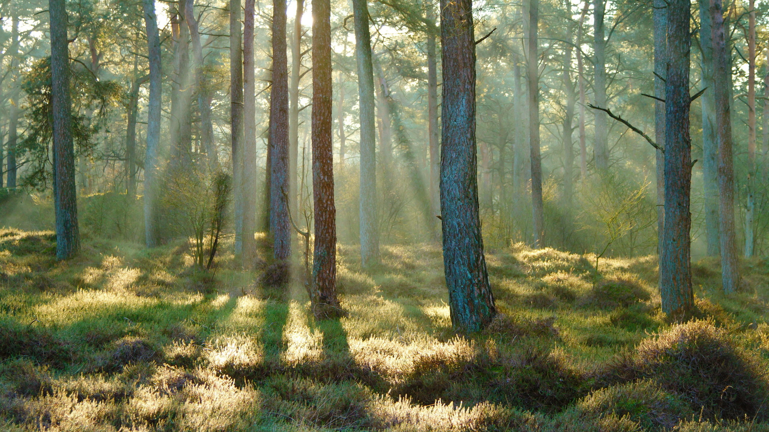 Braune Bäume Auf Grünem Grasfeld Tagsüber. Wallpaper in 2560x1440 Resolution