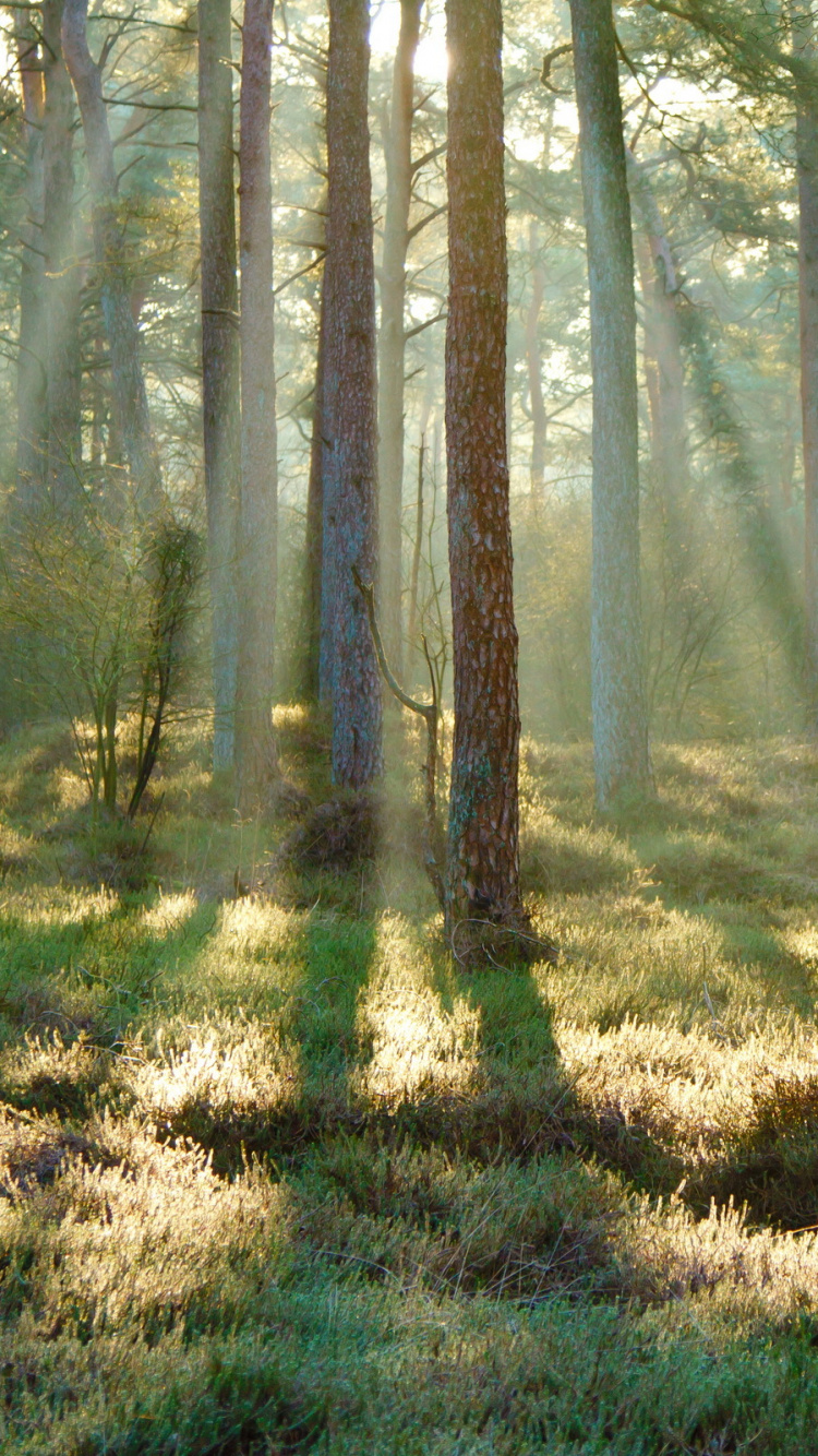 Braune Bäume Auf Grünem Grasfeld Tagsüber. Wallpaper in 750x1334 Resolution