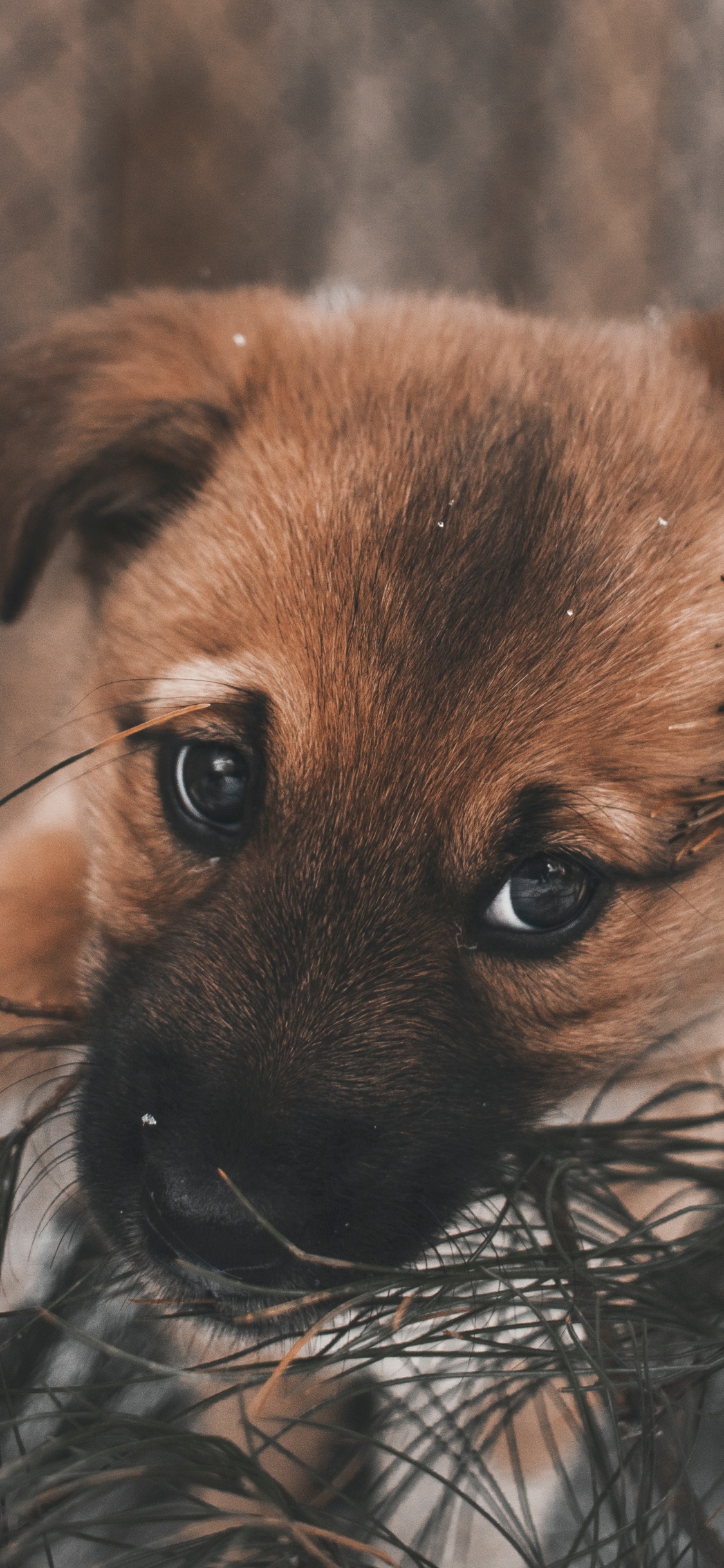 Chiot à Poil Court Brun et Noir Sur L'herbe Brune Pendant la Journée. Wallpaper in 1125x2436 Resolution