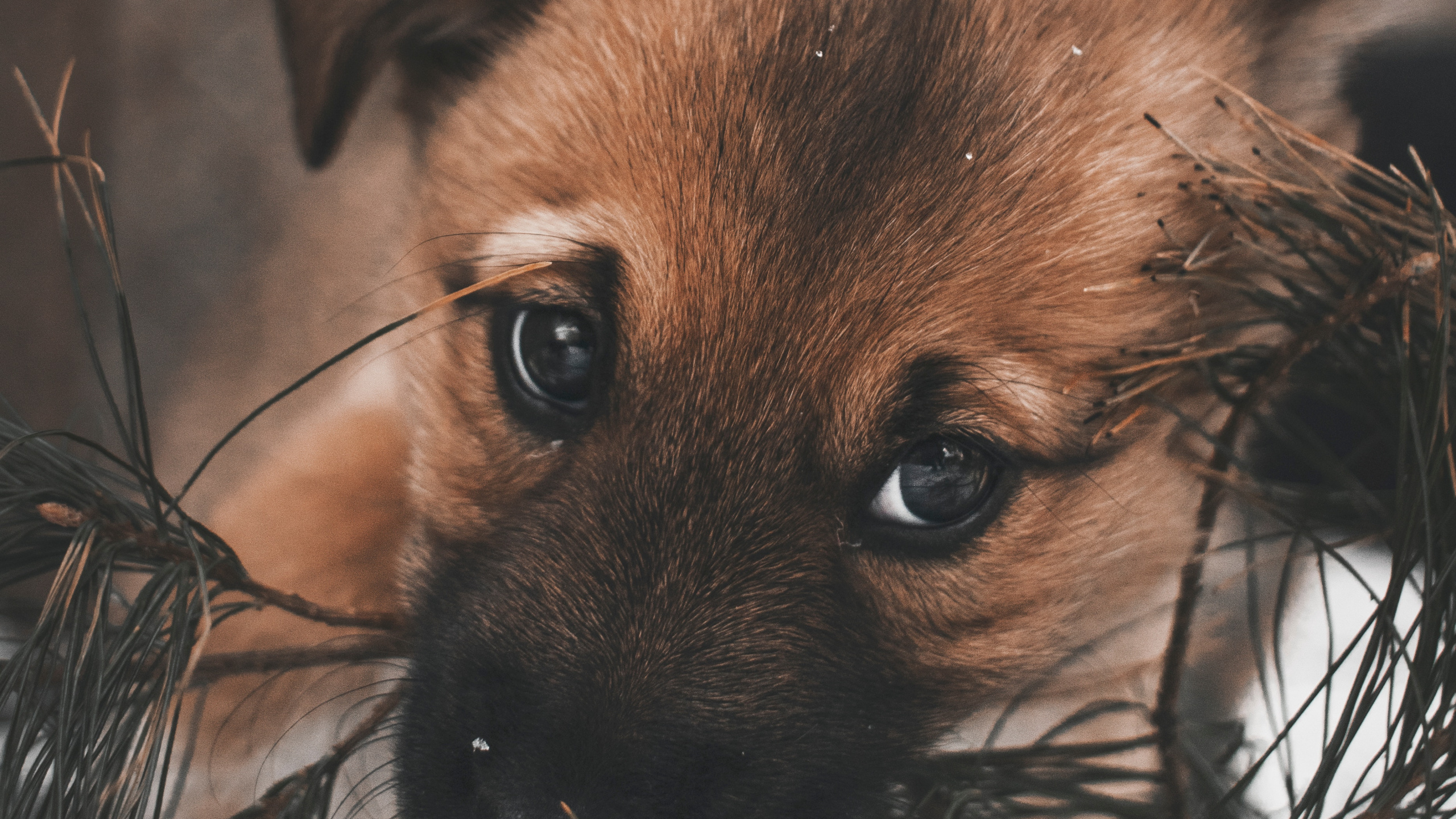 Chiot à Poil Court Brun et Noir Sur L'herbe Brune Pendant la Journée. Wallpaper in 2560x1440 Resolution