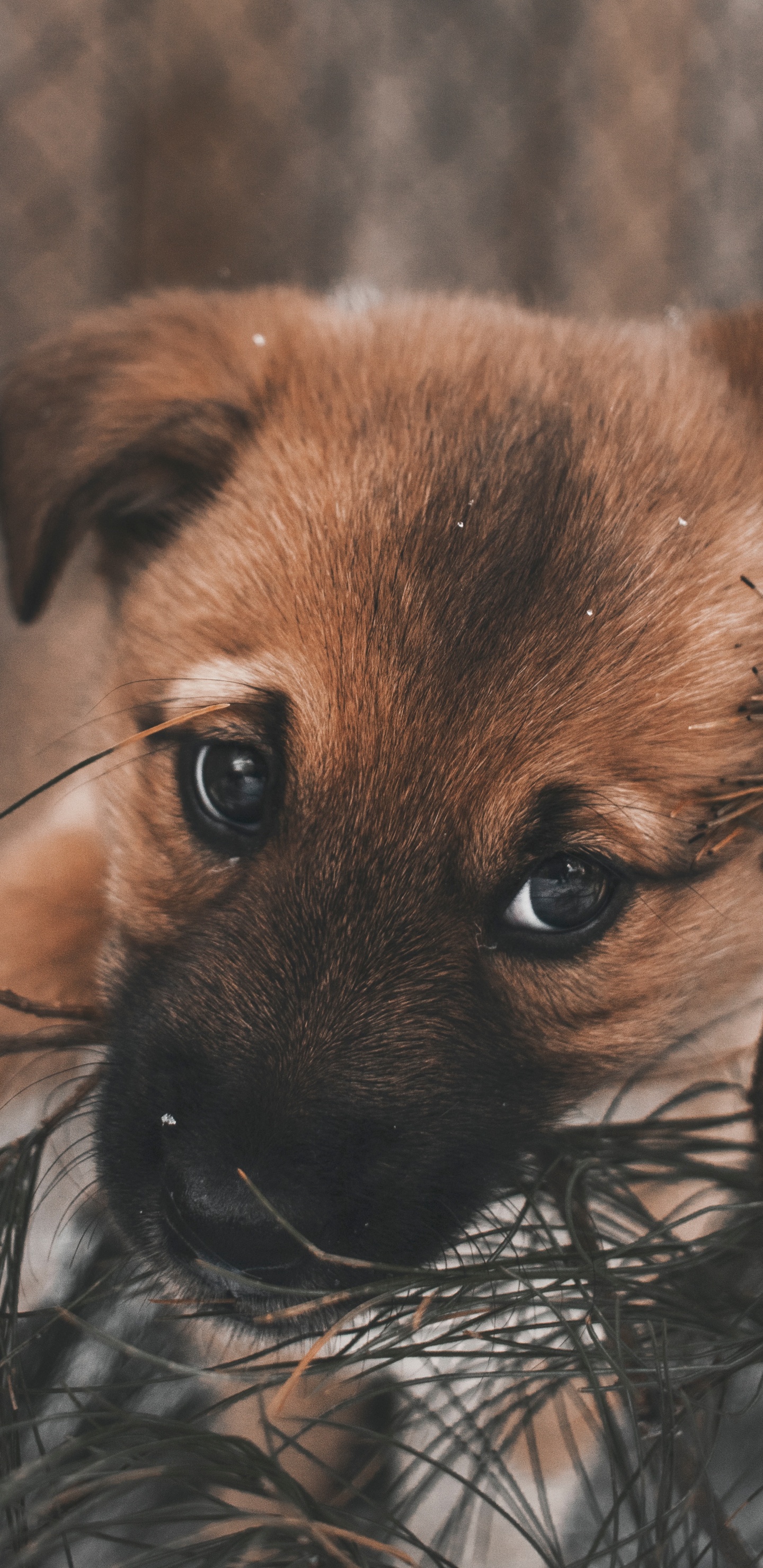 Brown and Black Short Coated Puppy on Brown Grass During Daytime. Wallpaper in 1440x2960 Resolution