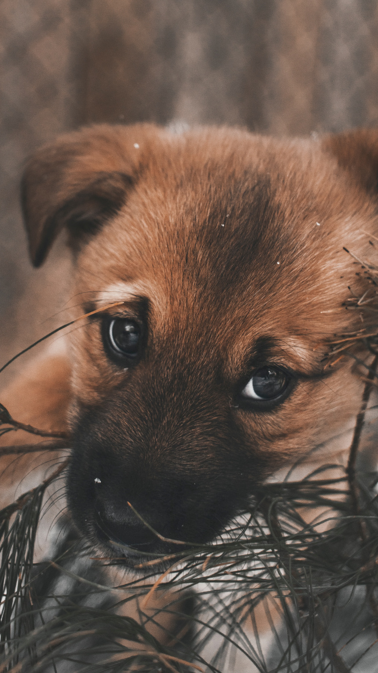 Cachorro de Pelo Corto Marrón y Negro Sobre la Hierba Marrón Durante el Día. Wallpaper in 750x1334 Resolution