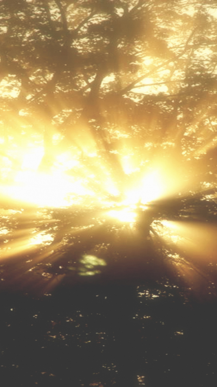 Sun Rays Coming Through Trees. Wallpaper in 750x1334 Resolution