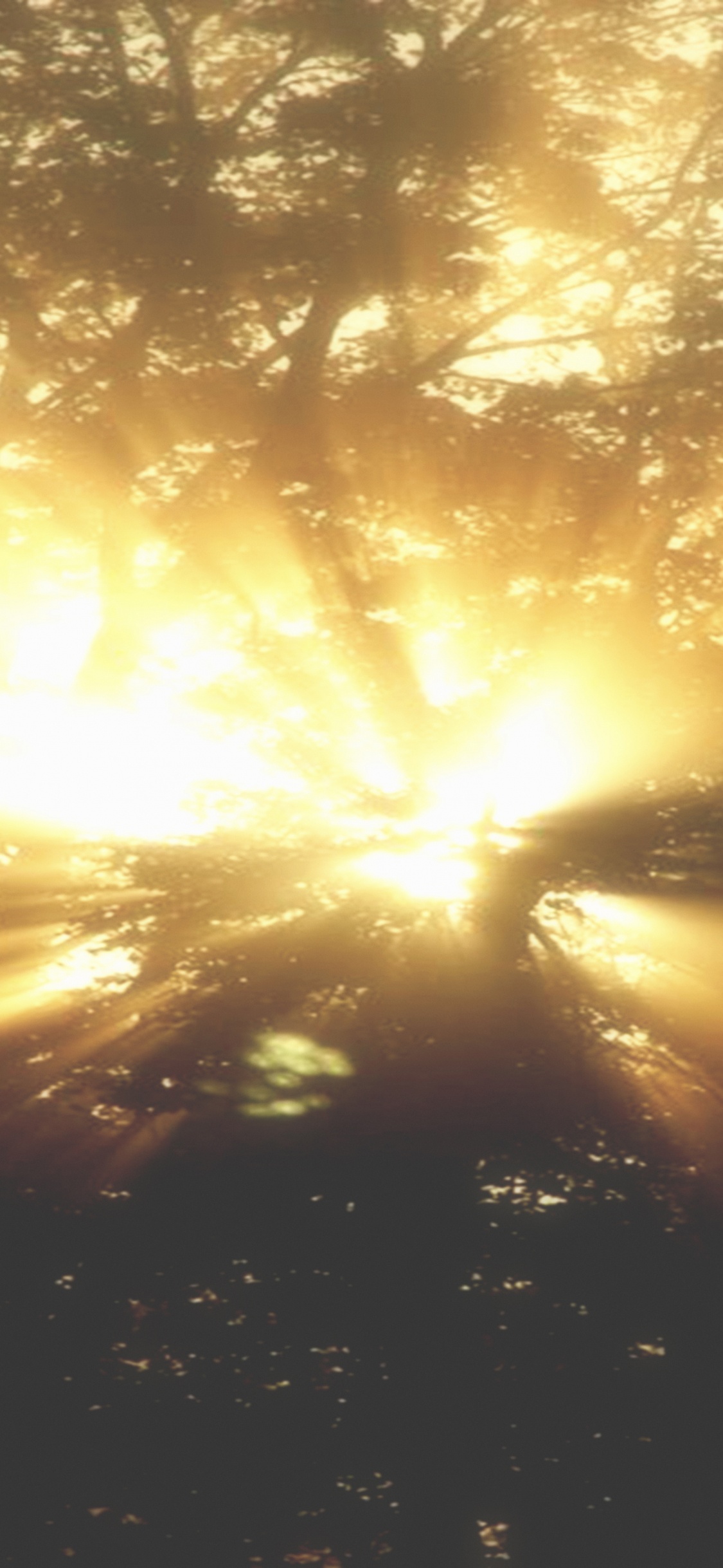 Rayos de Sol Que Atraviesan Los Árboles. Wallpaper in 1125x2436 Resolution