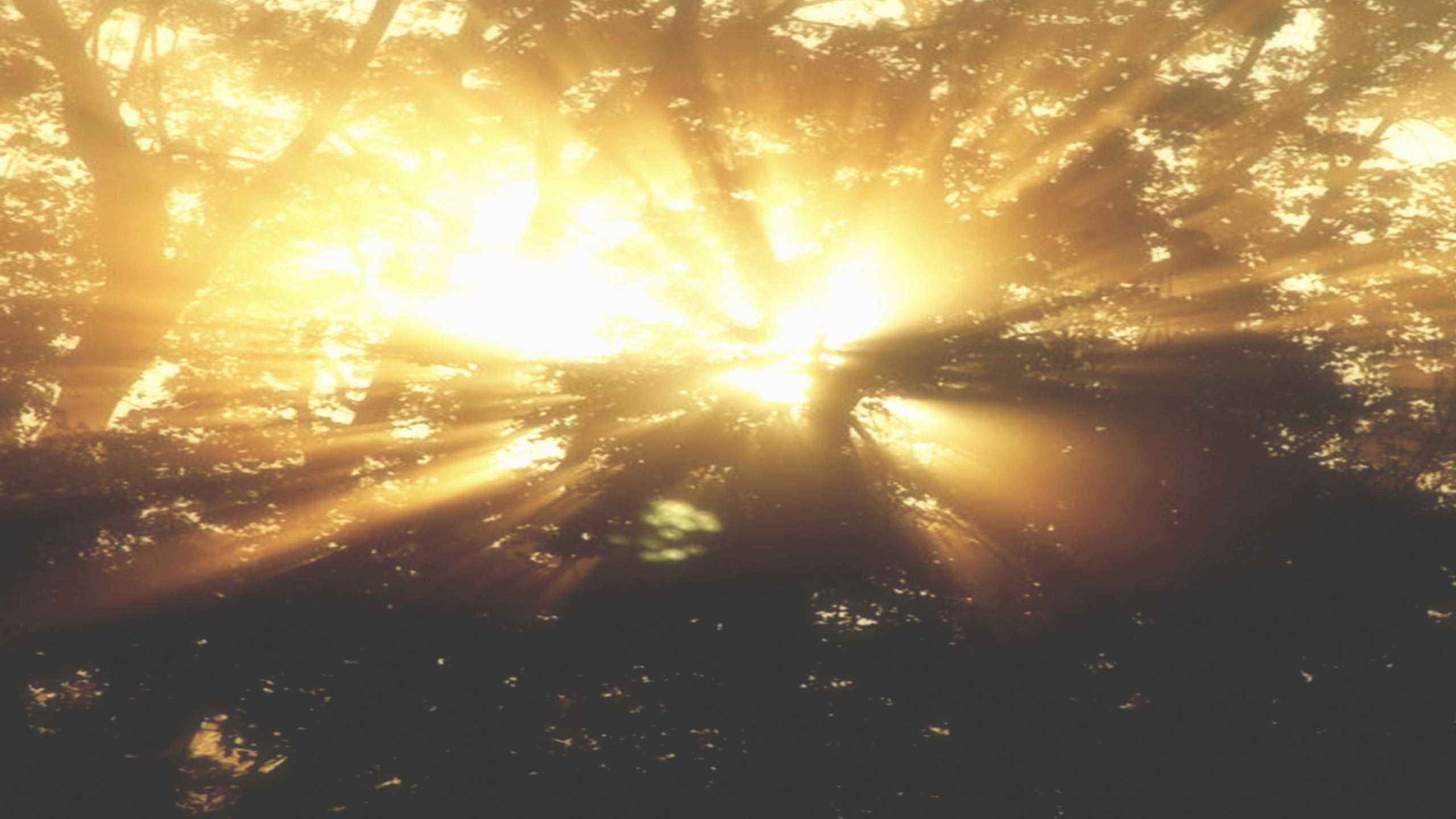 Les Rayons du Soleil Traversent Les Arbres. Wallpaper in 2560x1440 Resolution