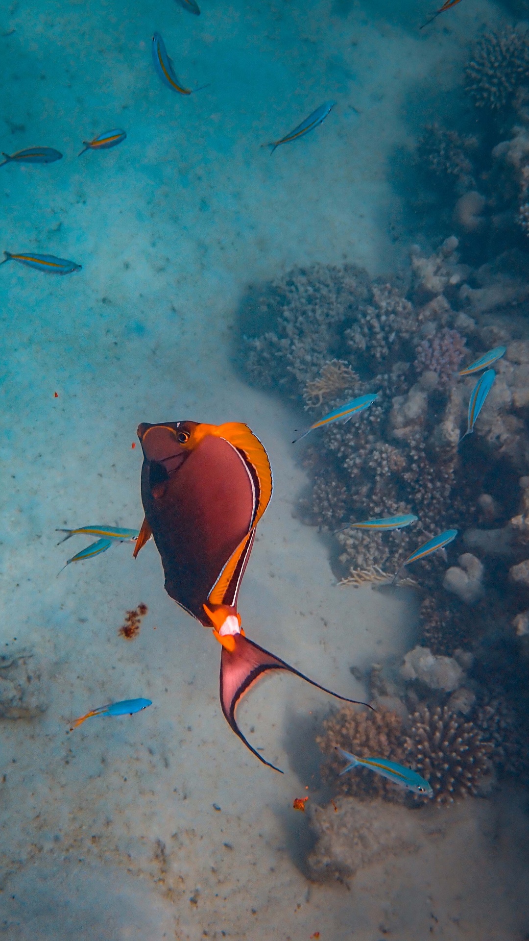 Gelber Und Schwarzer Fisch im Wasser. Wallpaper in 1080x1920 Resolution