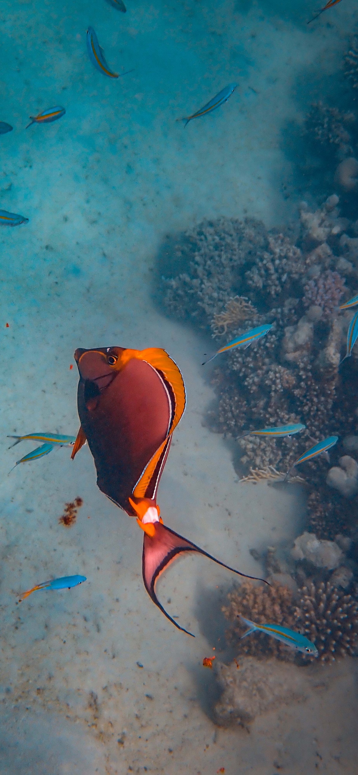 Gelber Und Schwarzer Fisch im Wasser. Wallpaper in 1242x2688 Resolution