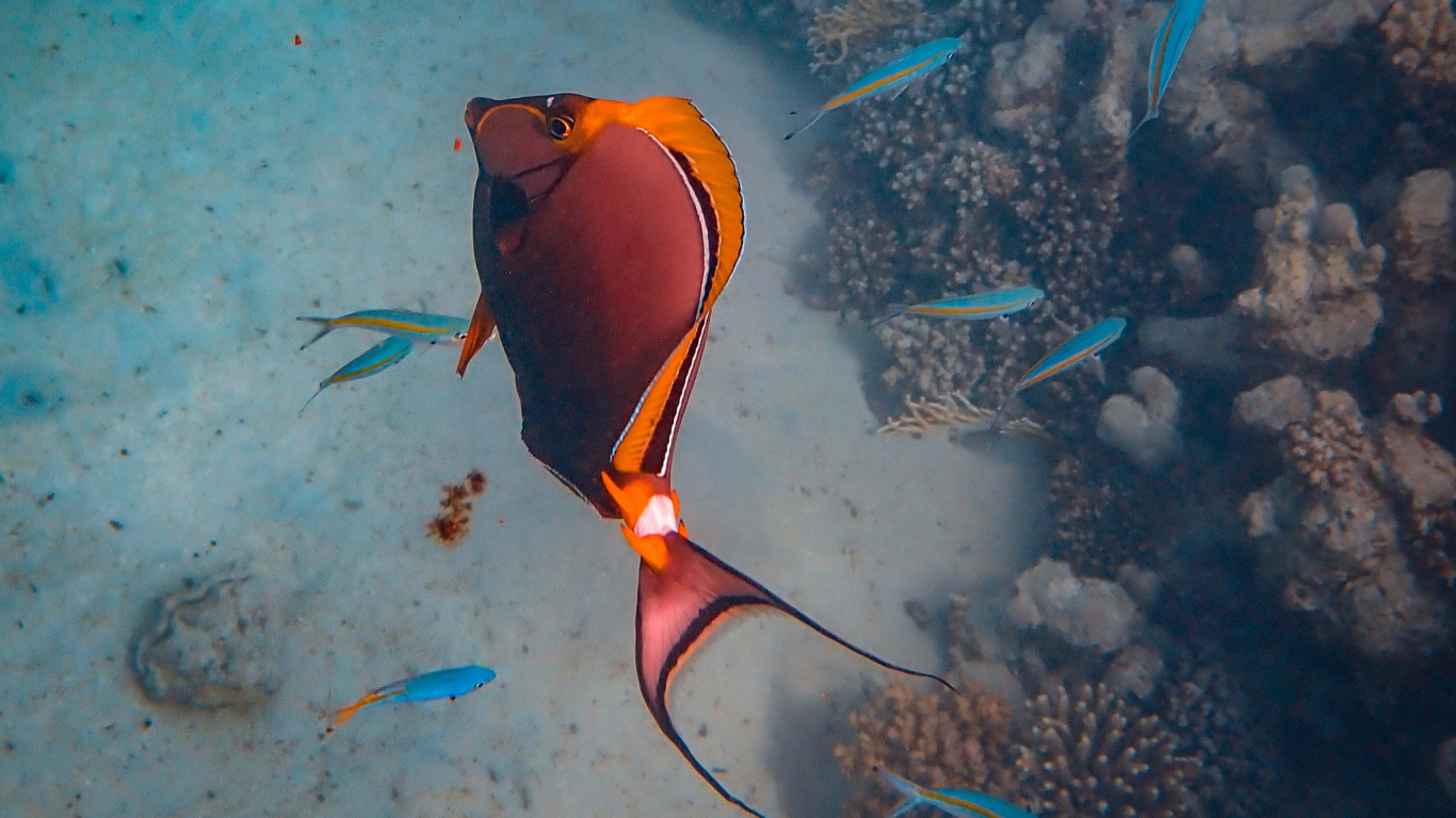 Gelber Und Schwarzer Fisch im Wasser. Wallpaper in 1366x768 Resolution