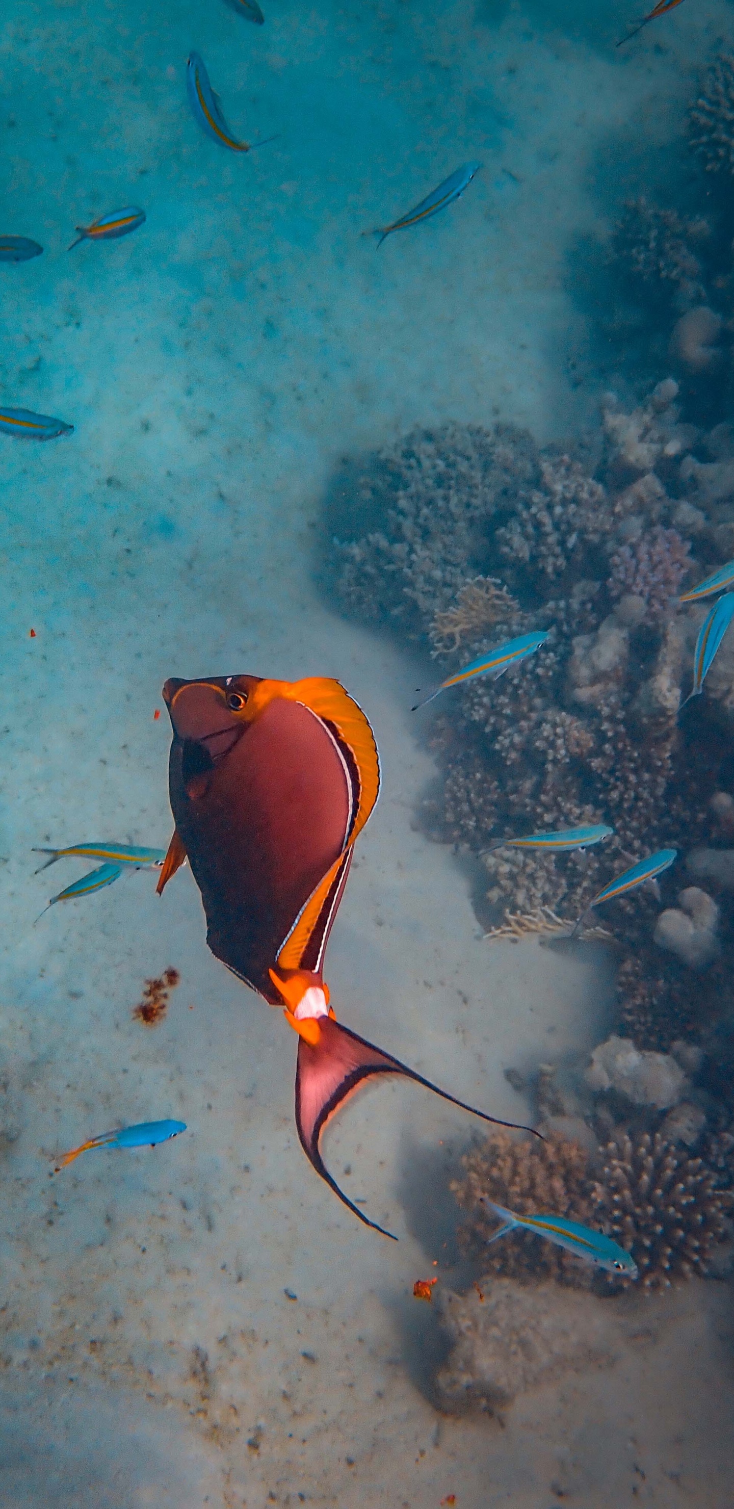 Gelber Und Schwarzer Fisch im Wasser. Wallpaper in 1440x2960 Resolution