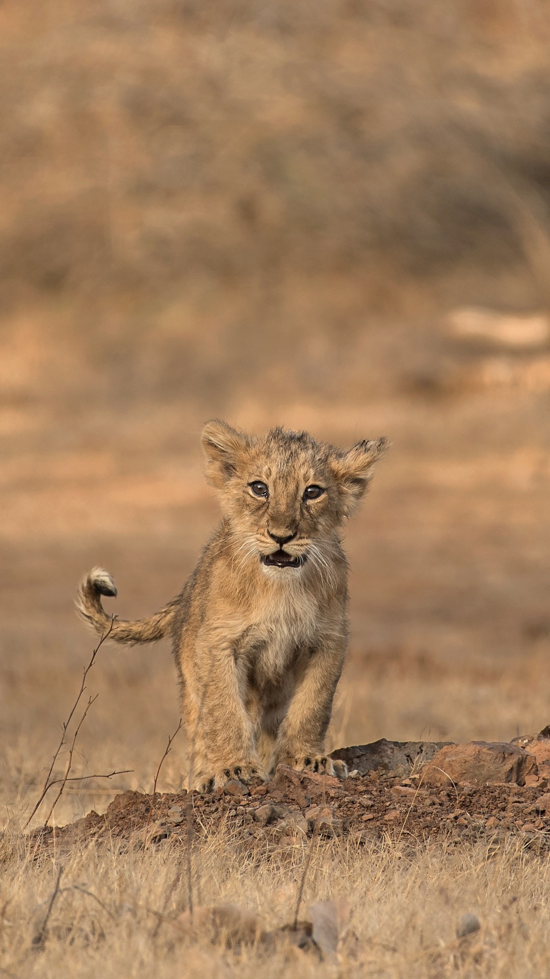 Brown and Black Lioness on Brown Field During Daytime. Wallpaper in 1080x1920 Resolution