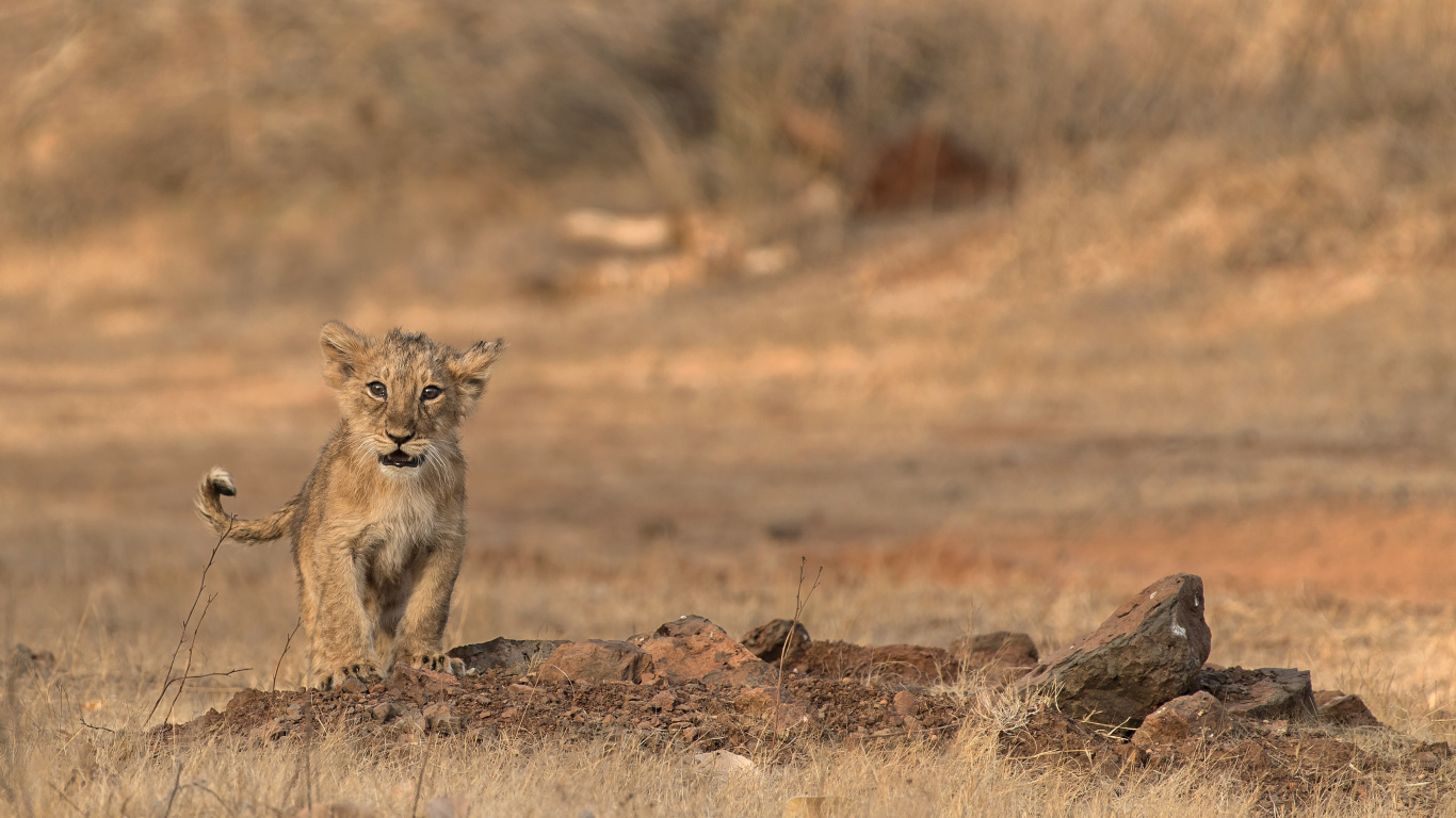Brown and Black Lioness on Brown Field During Daytime. Wallpaper in 1366x768 Resolution