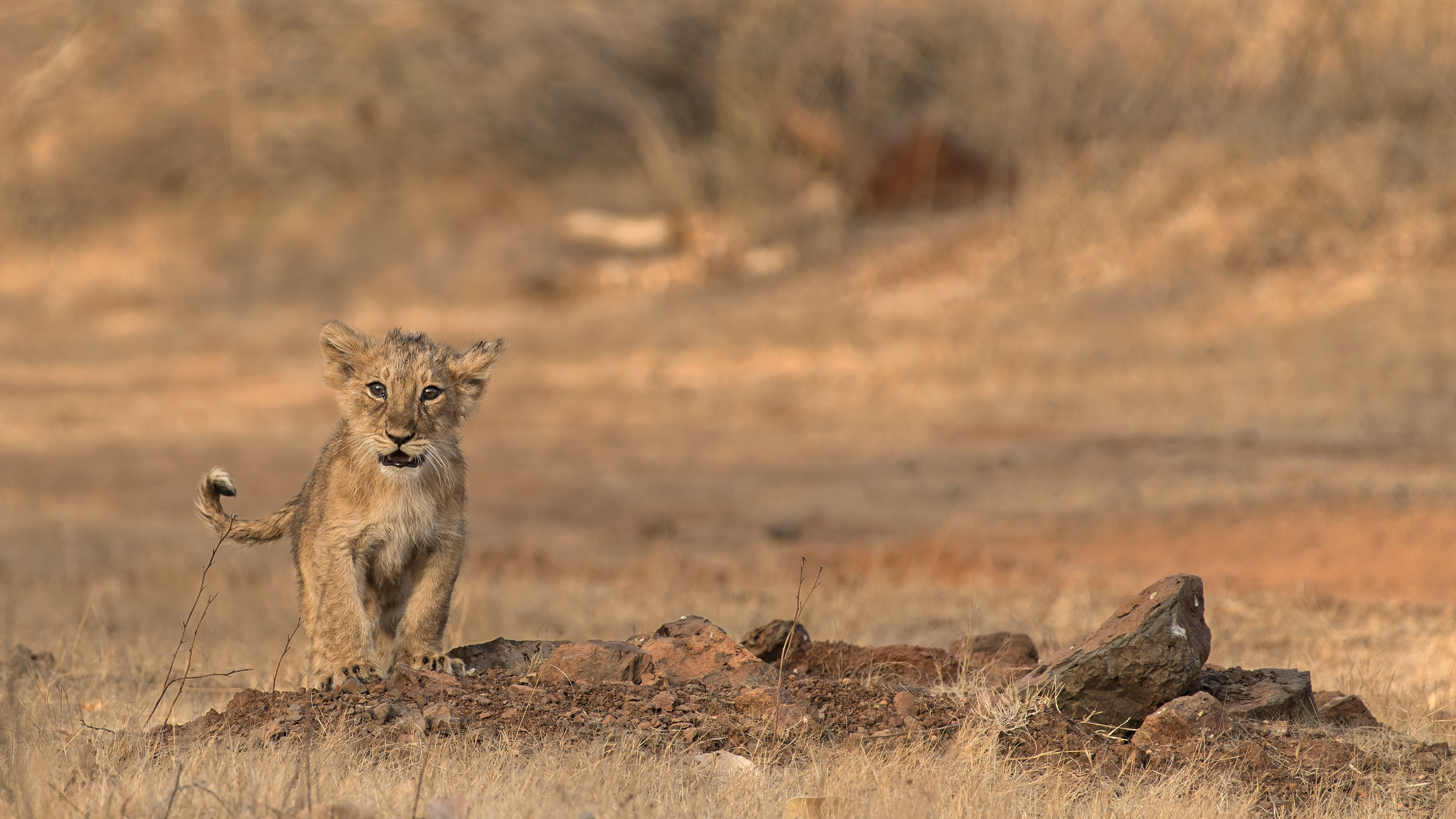 Brown and Black Lioness on Brown Field During Daytime. Wallpaper in 3840x2160 Resolution