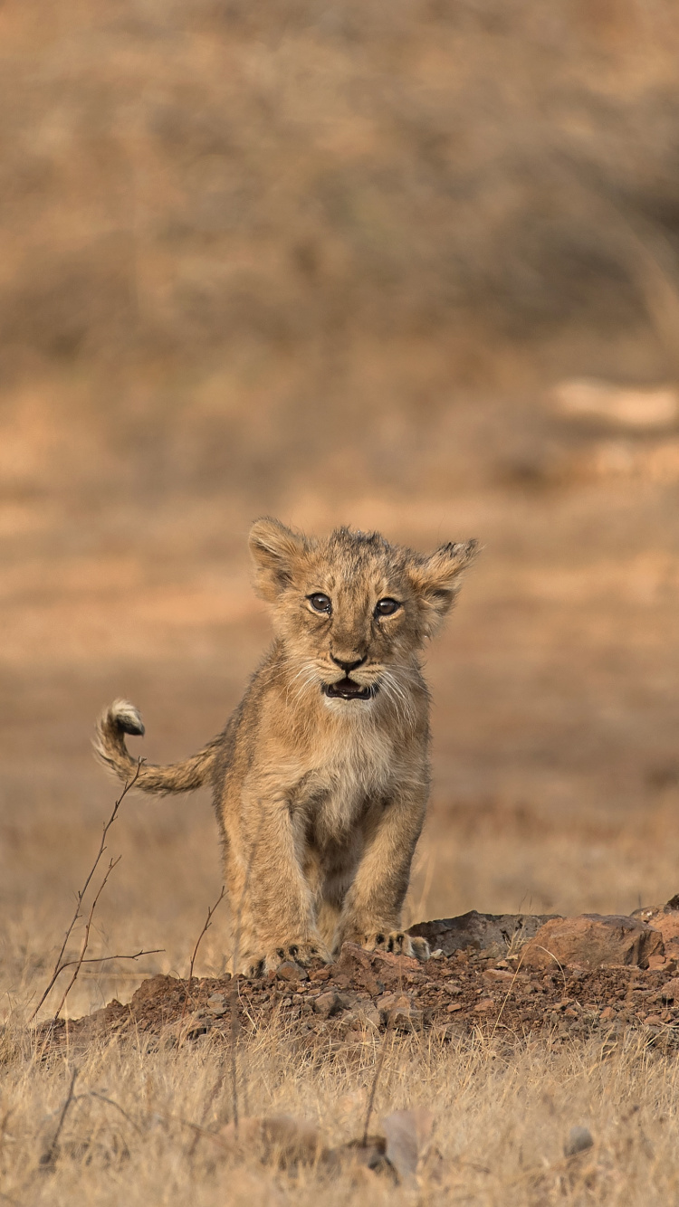 Brown and Black Lioness on Brown Field During Daytime. Wallpaper in 750x1334 Resolution
