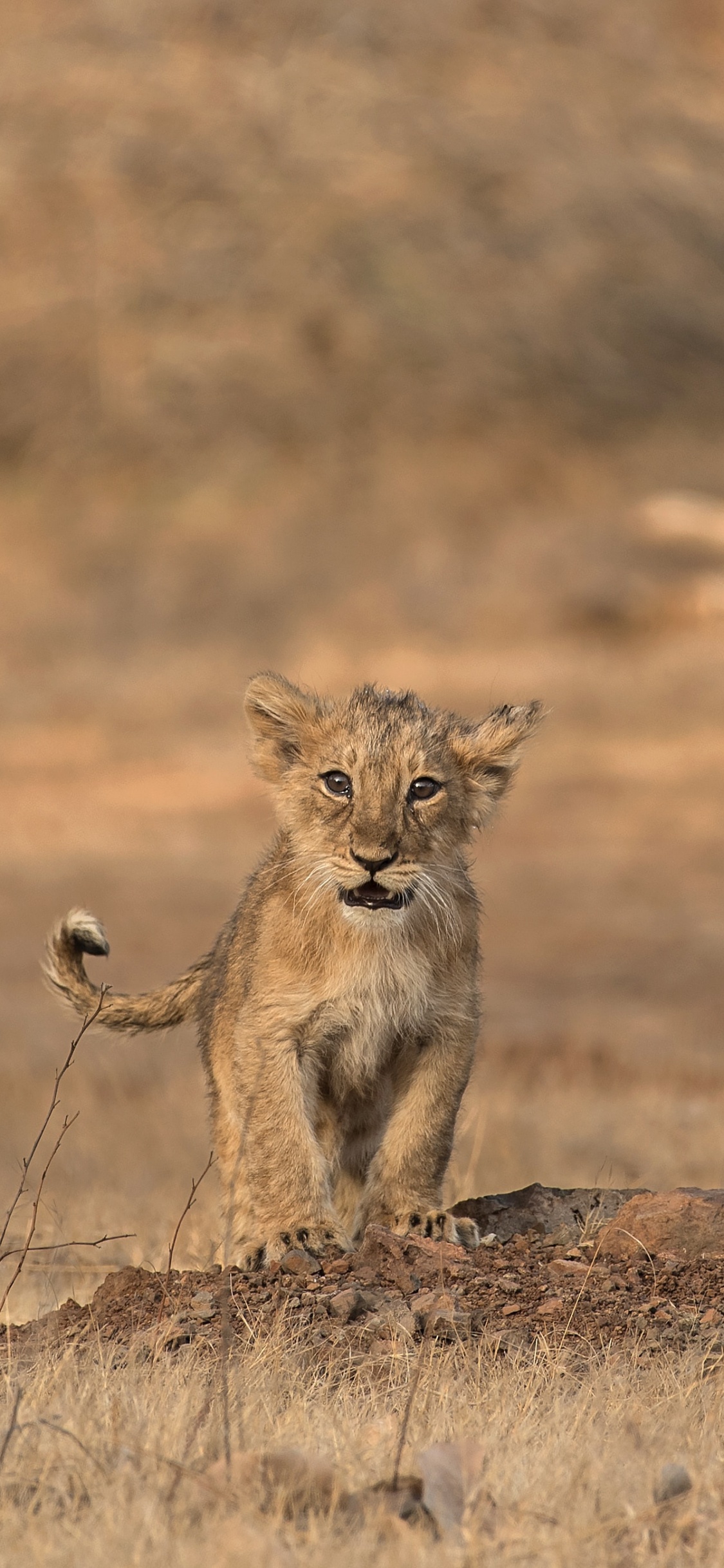 Lionne Brune et Noire Sur Champ Brun Pendant la Journée. Wallpaper in 1125x2436 Resolution