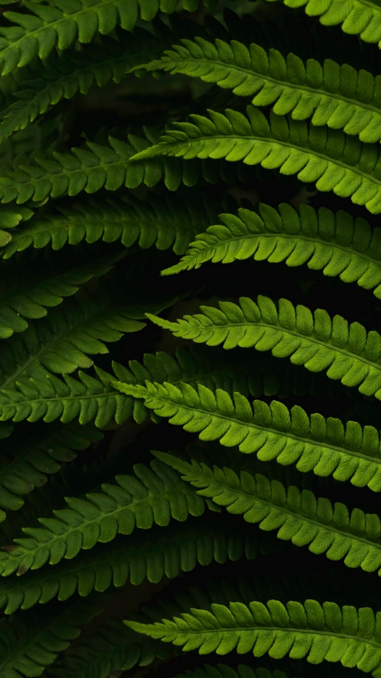 la Vegetación, Este Suelo Improbable, Libros de Cuentos, la Botánica, Planta Terrestre. Wallpaper in 750x1334 Resolution