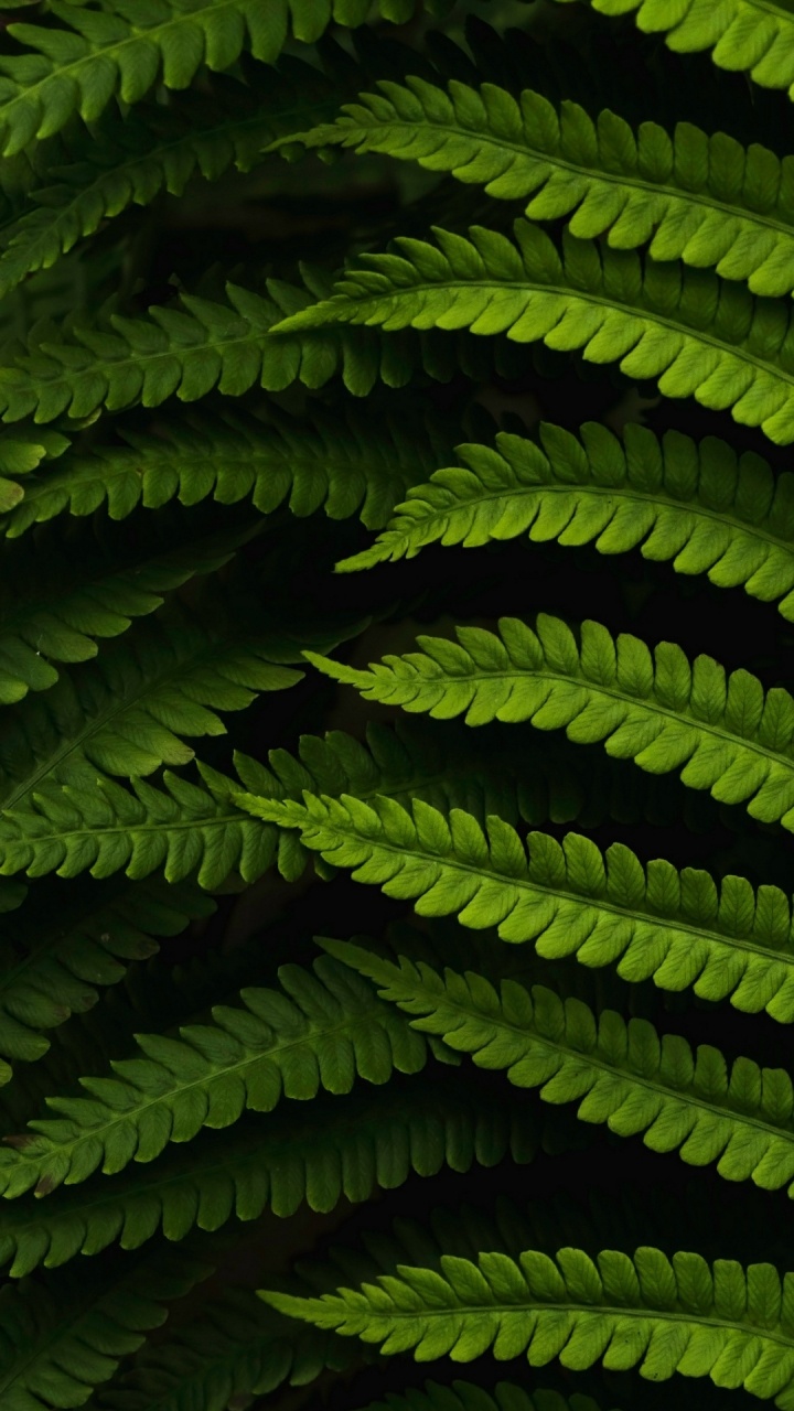 Vegetation, Dieser Unwahrscheinliche Boden, Geschichtenerzähler-Bücher, Botanik, Blatt. Wallpaper in 720x1280 Resolution