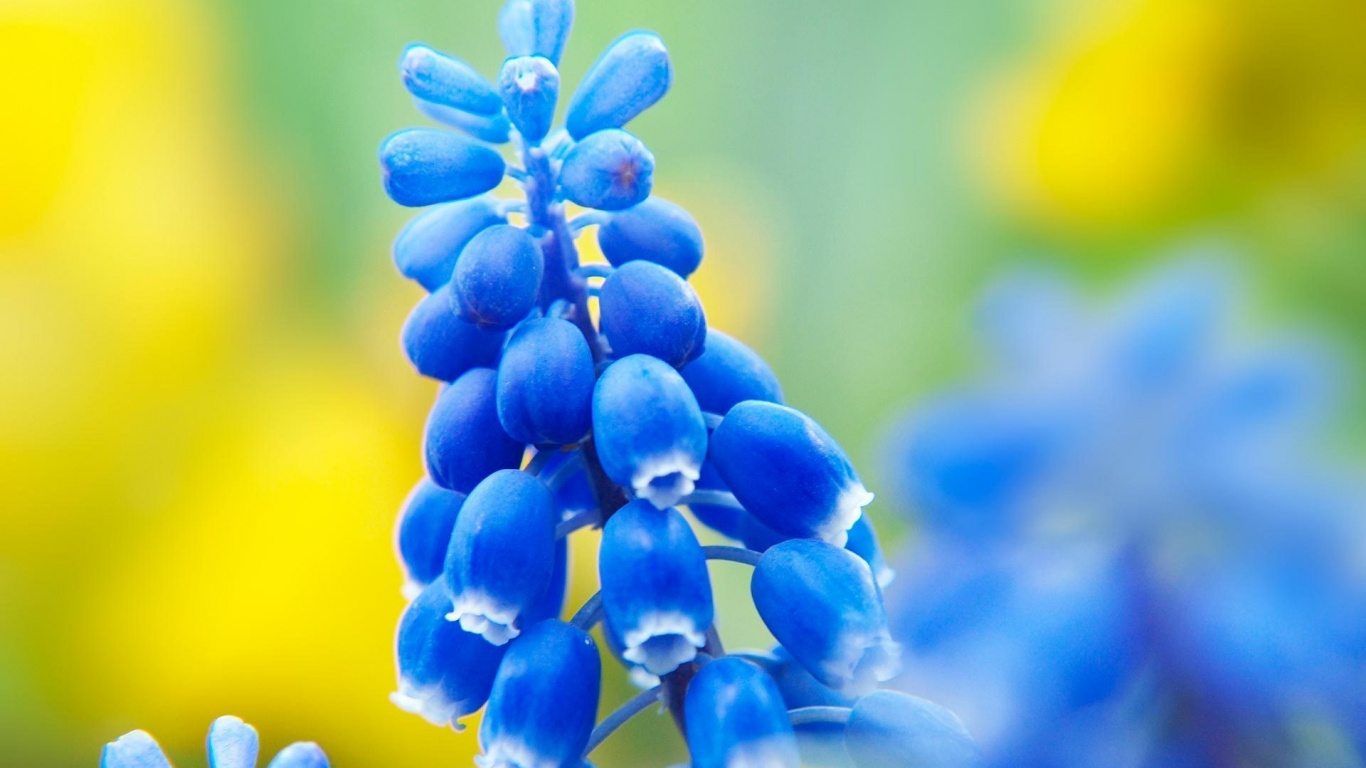 Blue Flower Buds in Tilt Shift Lens. Wallpaper in 1366x768 Resolution