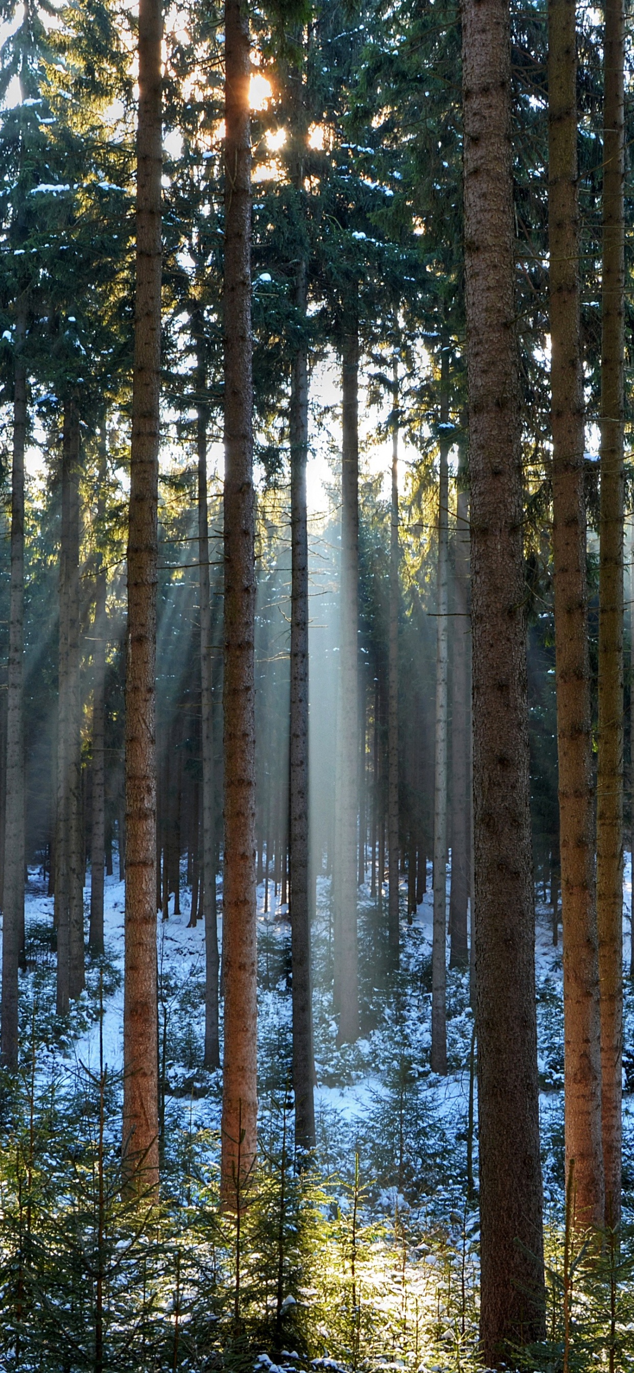 壁画, 木, 森林, 自然环境, 北木质森林 壁纸 1242x2688 允许