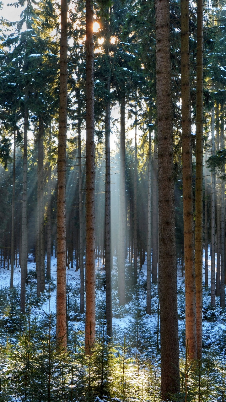 Green Trees on Body of Water During Daytime. Wallpaper in 720x1280 Resolution