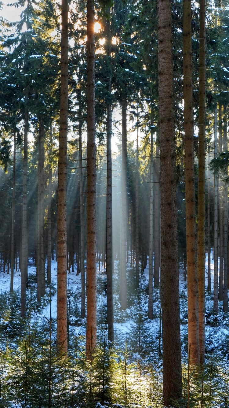 Green Trees on Body of Water During Daytime. Wallpaper in 750x1334 Resolution