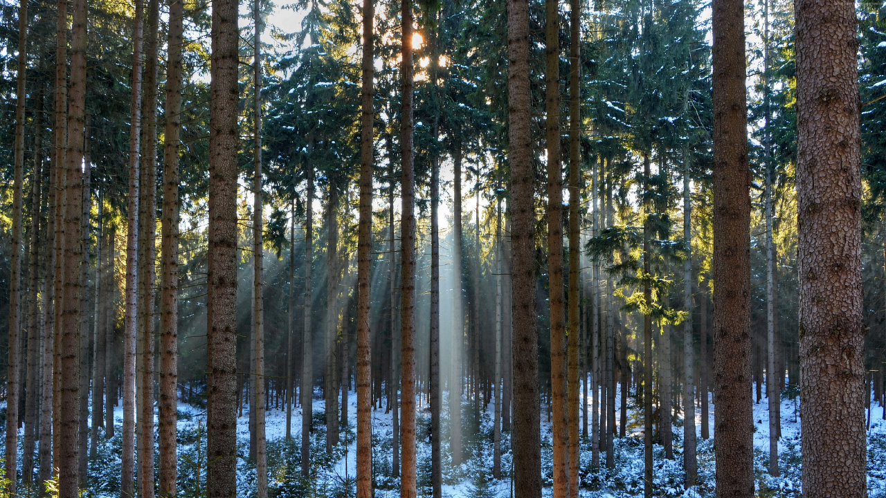 Árboles Verdes en el Cuerpo de Agua Durante el Día. Wallpaper in 1280x720 Resolution