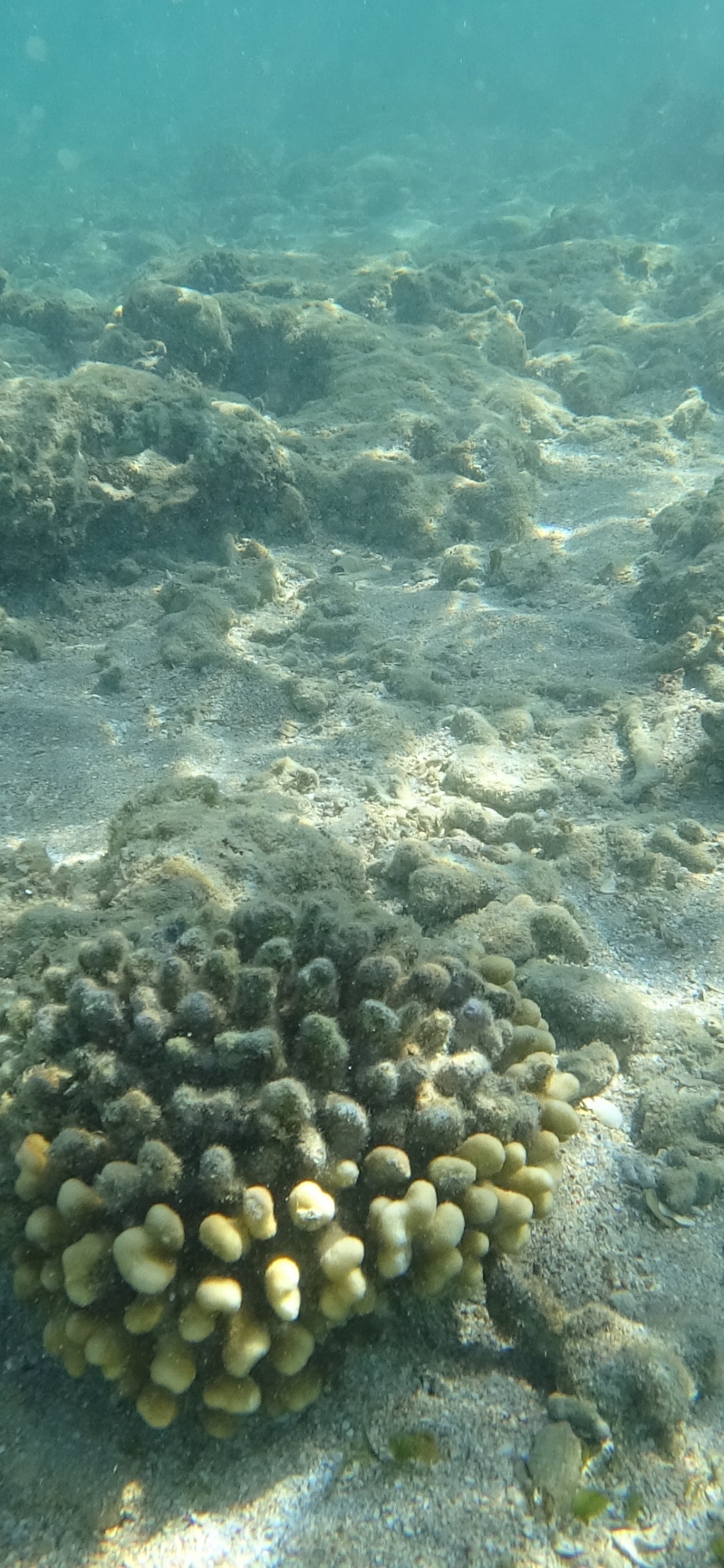 Arrecife, Biología Marina, Ecosistema, Invertebrados Marinos, Agua. Wallpaper in 1125x2436 Resolution