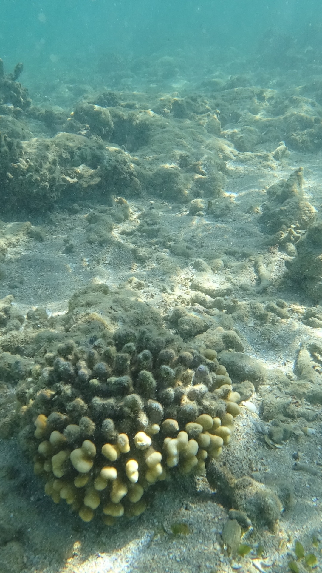 Reef, Marine Biology, Ecosystem, Marine Invertebrates, Water. Wallpaper in 1080x1920 Resolution