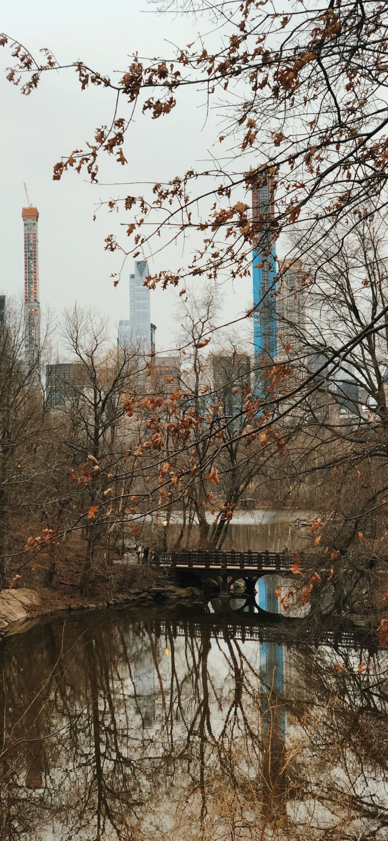 反射, 生物学, 树枝, 水道, 塔块 壁纸 1242x2688 允许