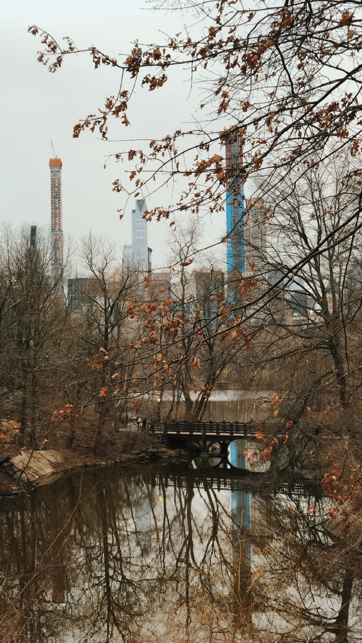 反射, 生物学, 树枝, 水道, 塔块 壁纸 720x1280 允许