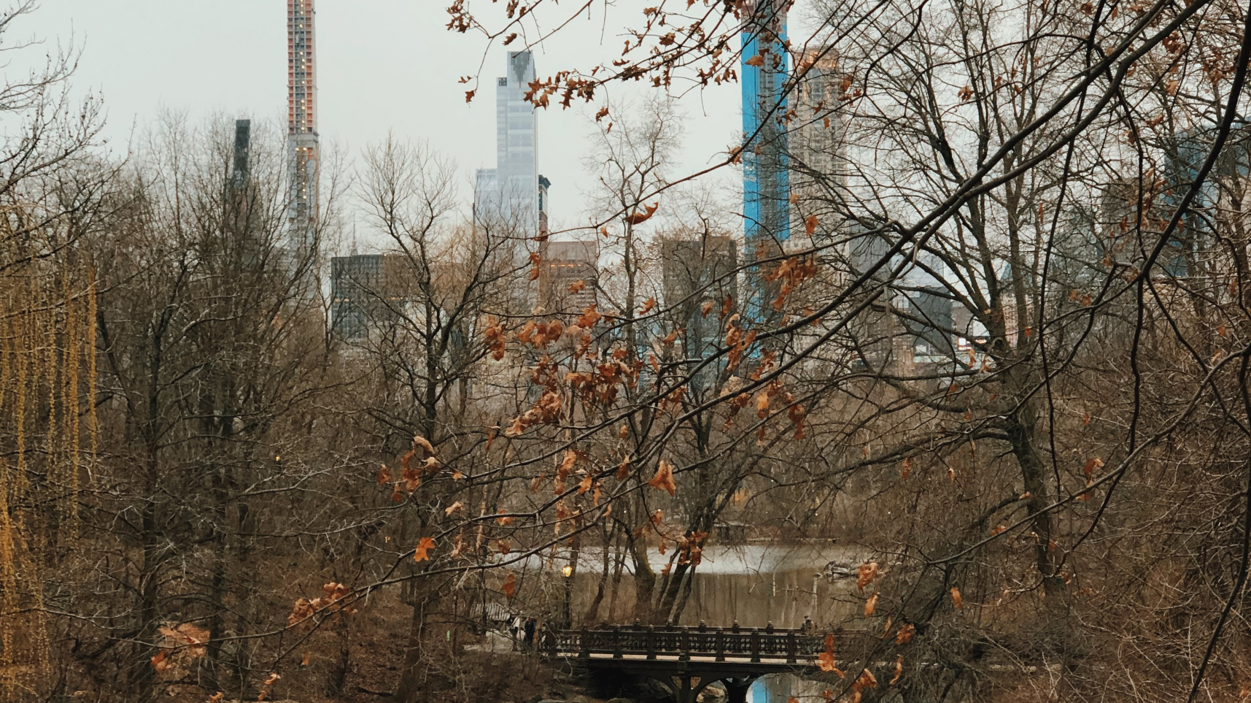 Reflexión, Agua, Biología, Sucursal, Ramita. Wallpaper in 2560x1440 Resolution