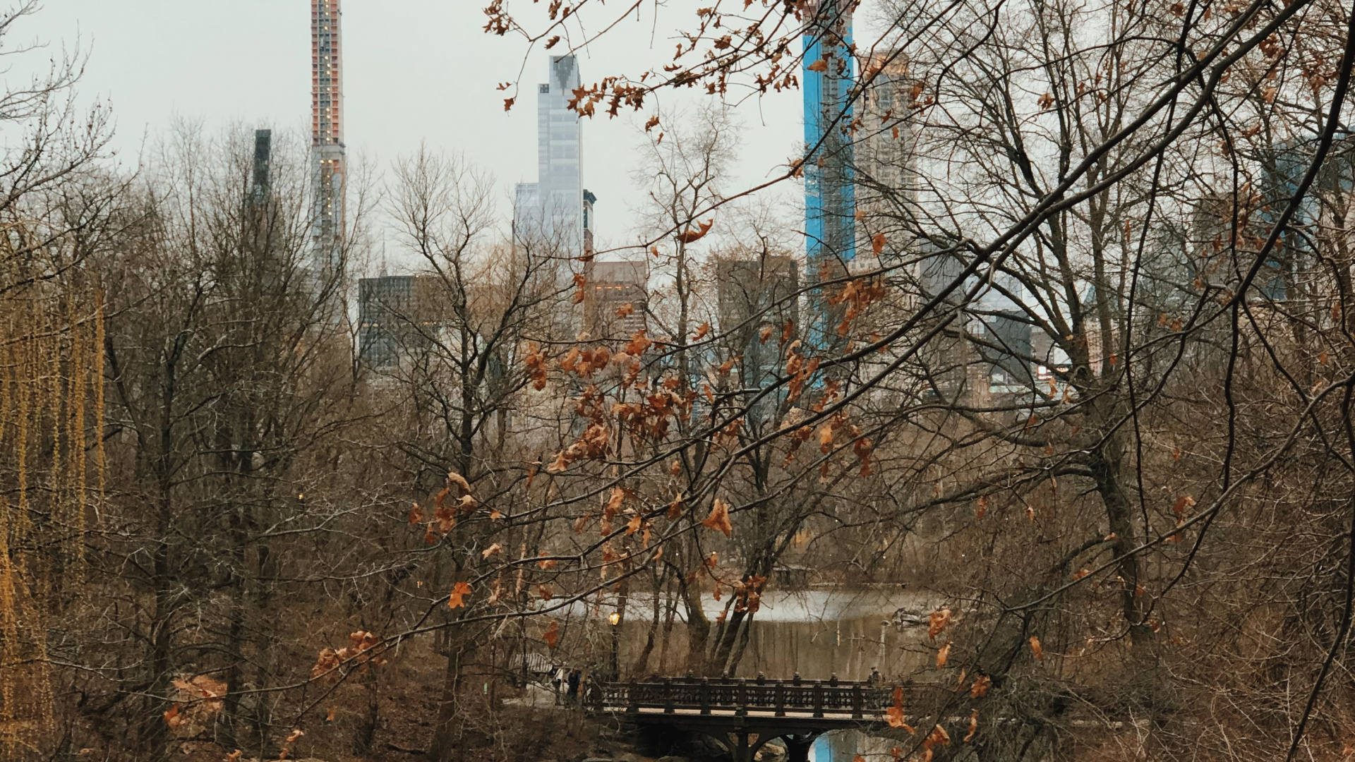 Réflexion, Eau, Biologie, Rameau, Cours D'eau. Wallpaper in 1920x1080 Resolution