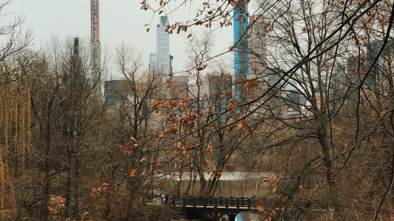 Reflexion, Wasser, Biologie, Branch, Zweig. Wallpaper in 1366x768 Resolution