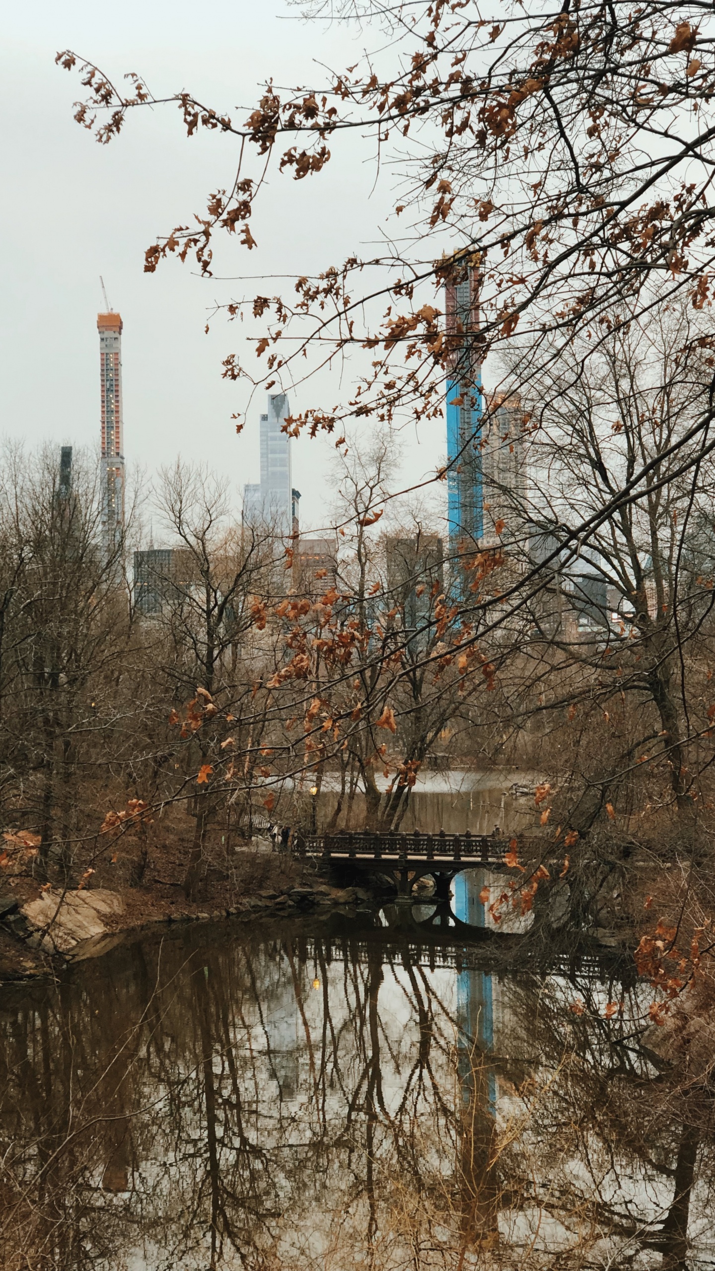 Reflexion, Wasser, Biologie, Branch, Zweig. Wallpaper in 1440x2560 Resolution