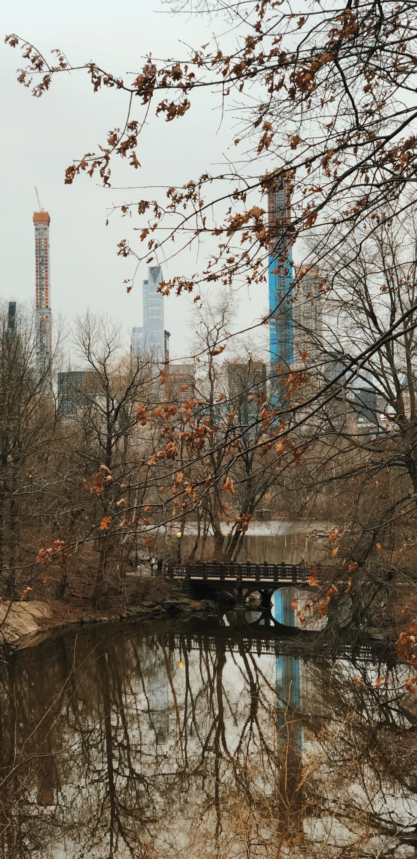 Reflexion, Wasser, Biologie, Branch, Zweig. Wallpaper in 1440x2960 Resolution