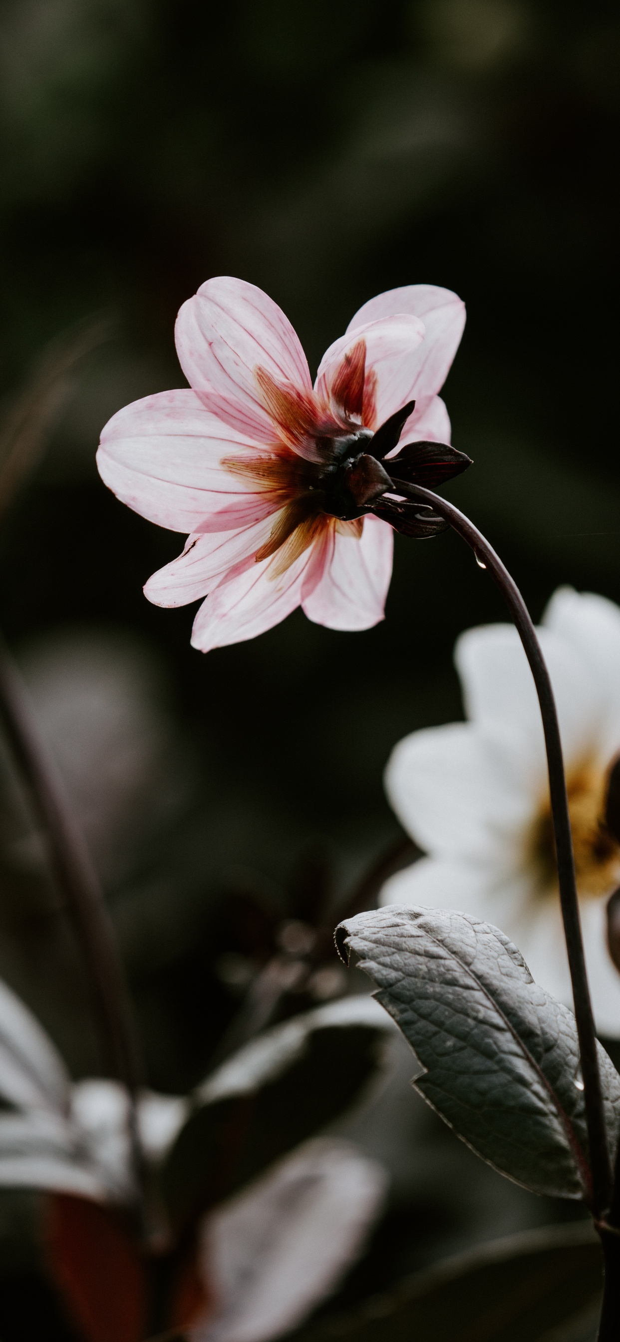 Pink and White Flower in Tilt Shift Lens. Wallpaper in 1242x2688 Resolution
