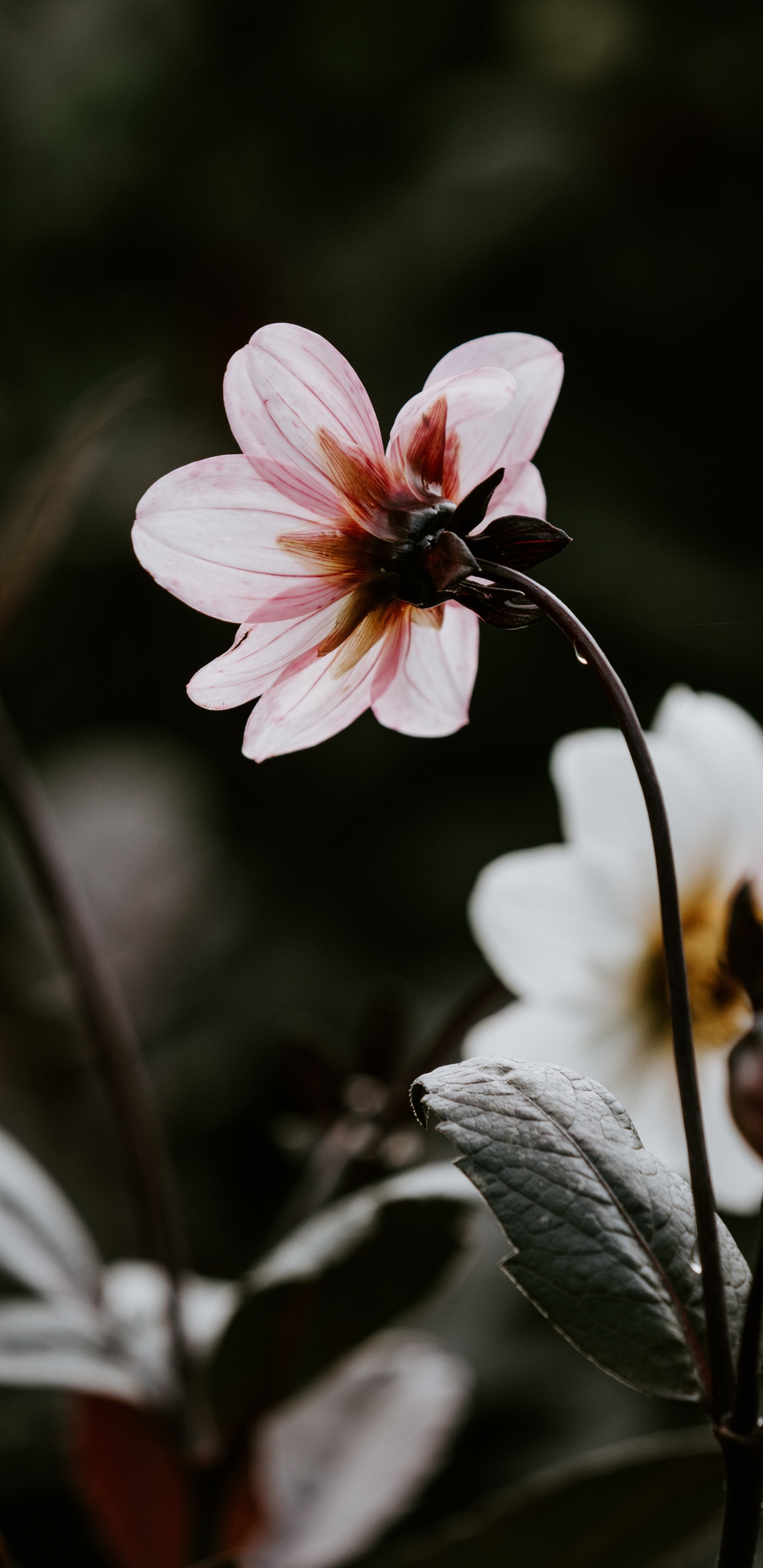 Pink and White Flower in Tilt Shift Lens. Wallpaper in 1440x2960 Resolution