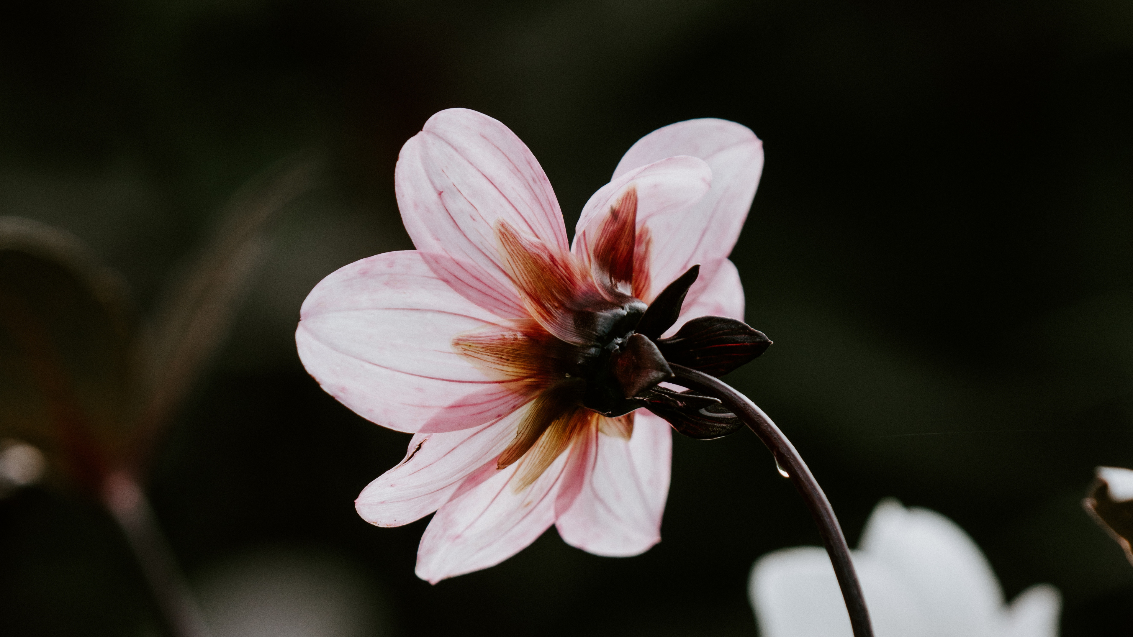 Pink and White Flower in Tilt Shift Lens. Wallpaper in 3840x2160 Resolution