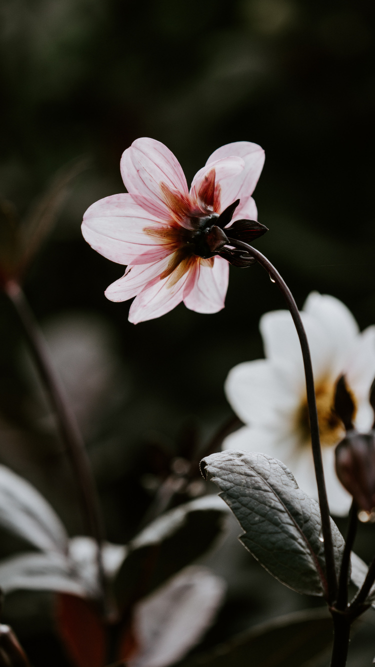 Pink and White Flower in Tilt Shift Lens. Wallpaper in 750x1334 Resolution