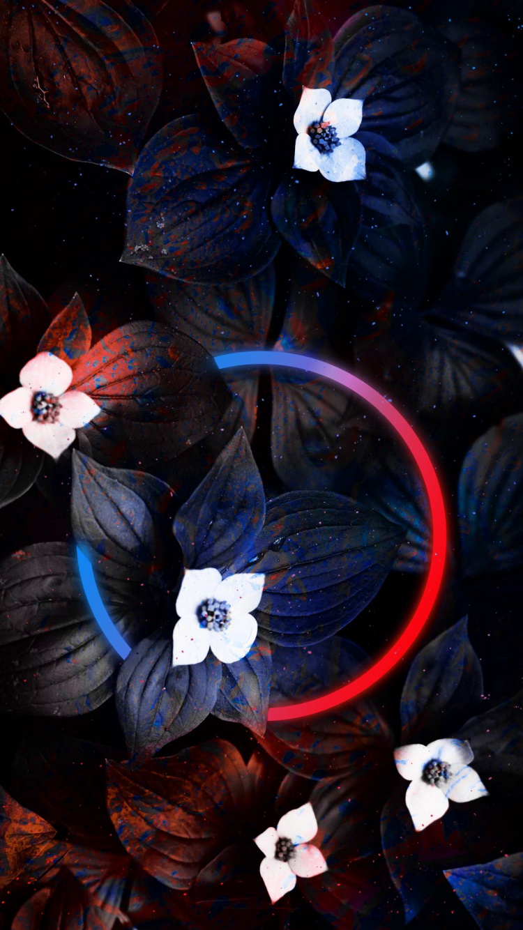 Darkness, Flower, White, Petal, Light. Wallpaper in 750x1334 Resolution