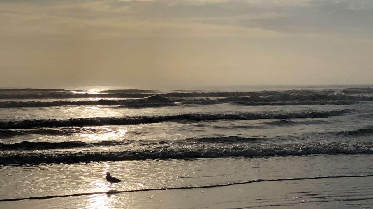 Mar, Fangoso, la Marea, Playa, Cuerpo de Agua. Wallpaper in 1280x720 Resolution