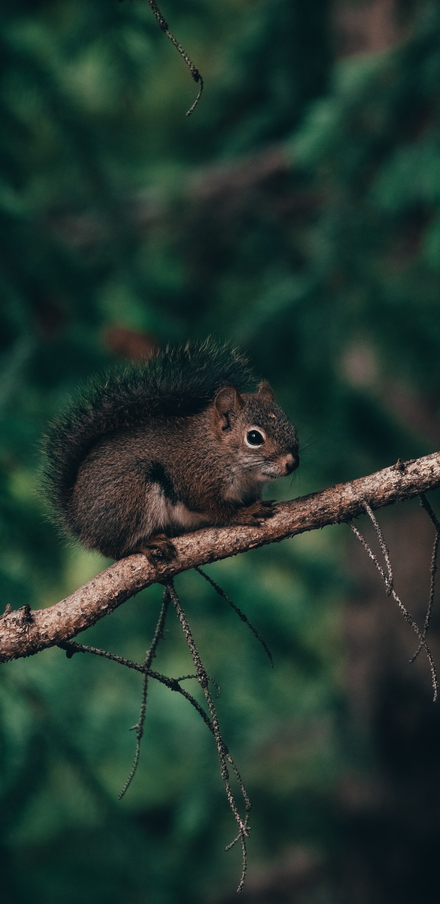 Ardilla Marrón en la Rama de un Árbol Marrón Durante el Día. Wallpaper in 1440x2960 Resolution