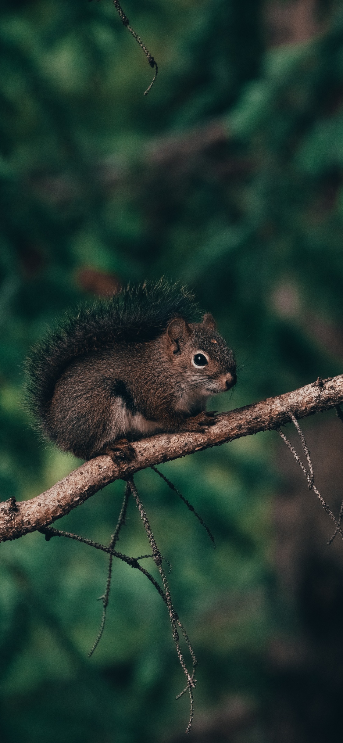 Brown Squirrel on Brown Tree Branch During Daytime. Wallpaper in 1125x2436 Resolution