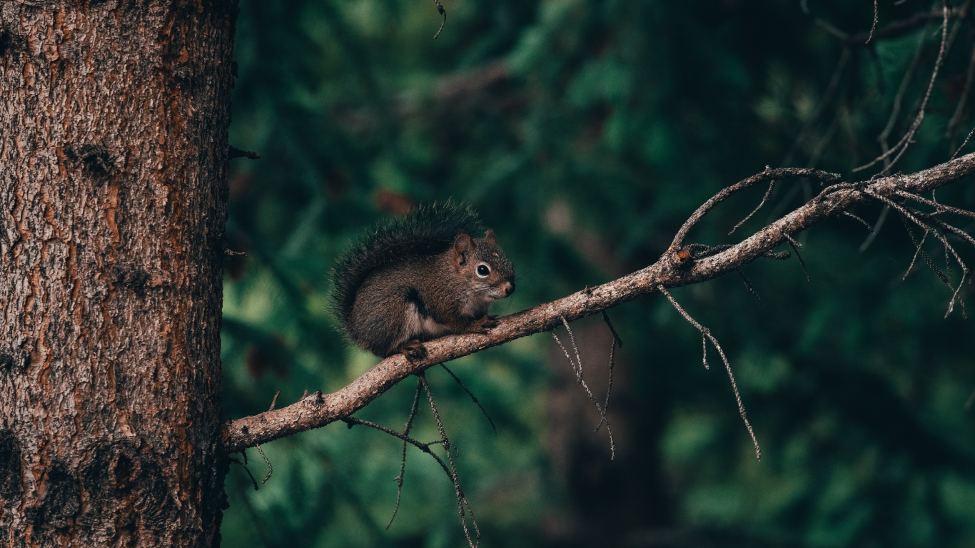 Braunes Eichhörnchen Auf Braunem Ast Tagsüber. Wallpaper in 1366x768 Resolution